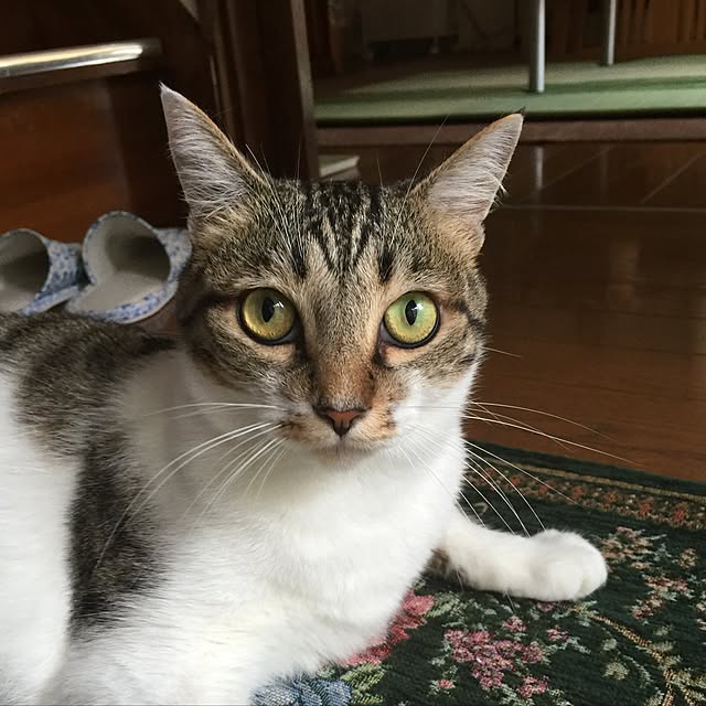akiraさんの実例写真
