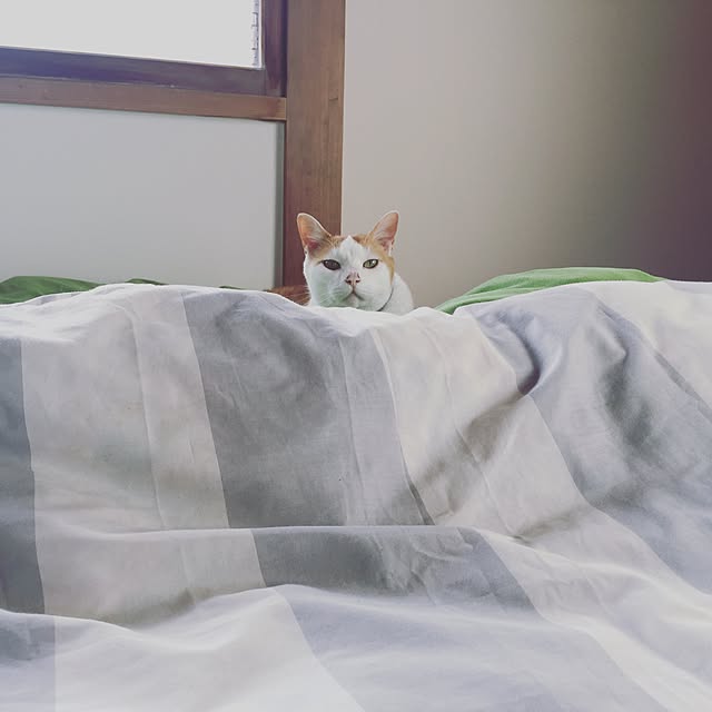torarararikoさんの実例写真