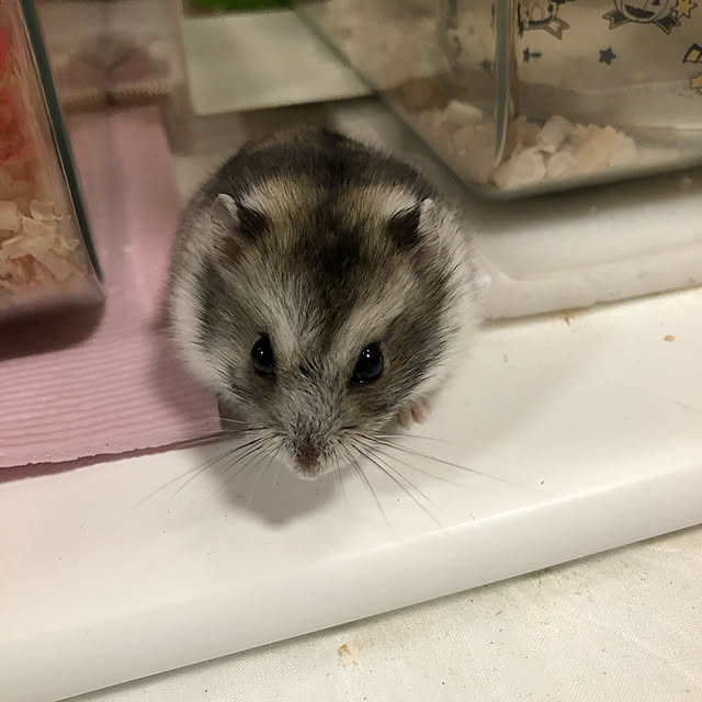 Kiyomiさんの実例写真