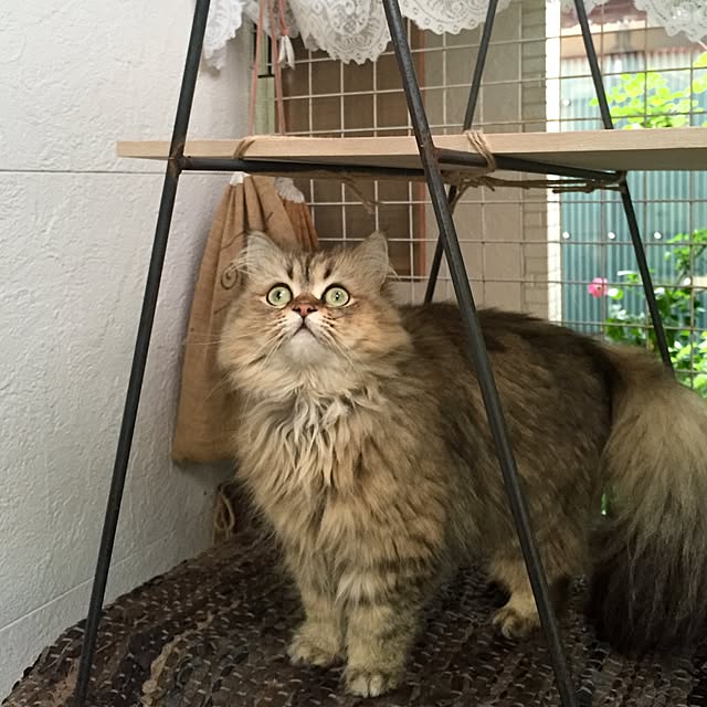 butachanさんの実例写真