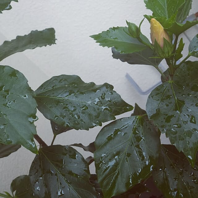 Nozomiさんの実例写真