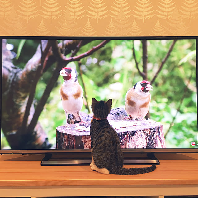 ippu0303Karinさんの実例写真