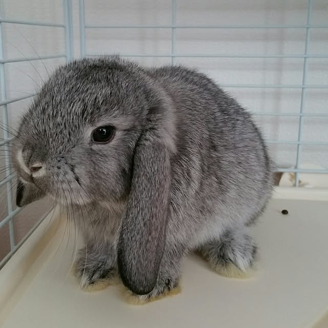 nezumiさんの実例写真