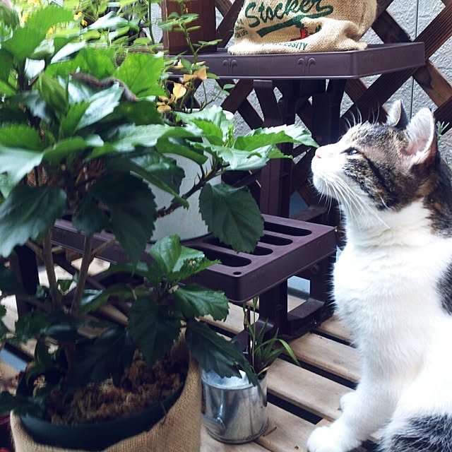 minkokoさんの実例写真