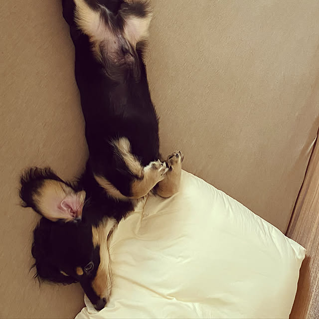 uninekoさんの実例写真