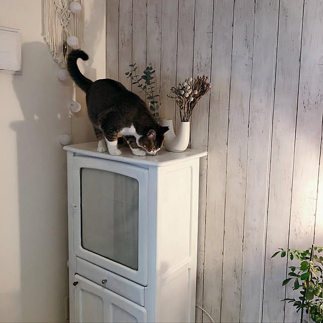 nekomiさんの実例写真
