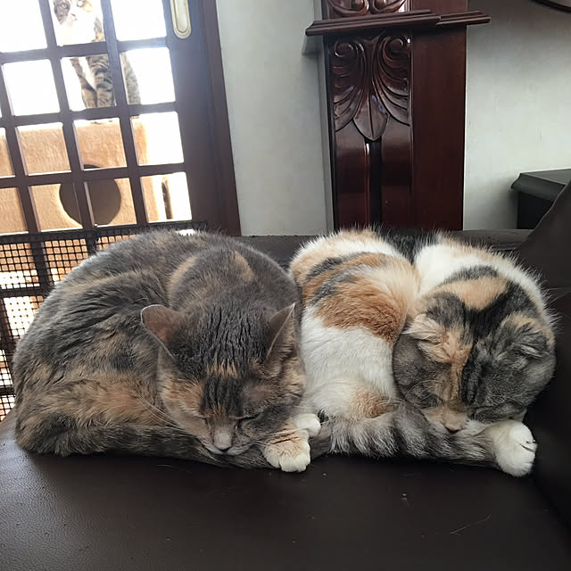 nya_sanさんの実例写真