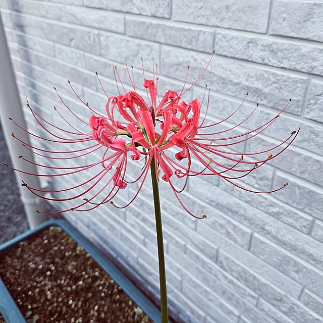 mocomocoさんの部屋