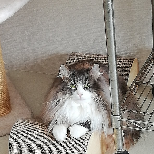 reinamamaさんの実例写真