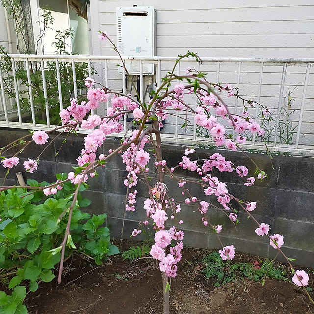chiiさんの実例写真