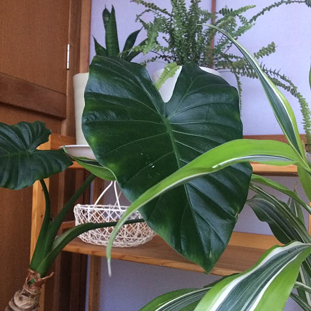 Fuku222さんの実例写真