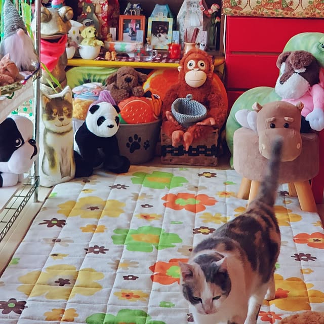 kumutanさんの部屋