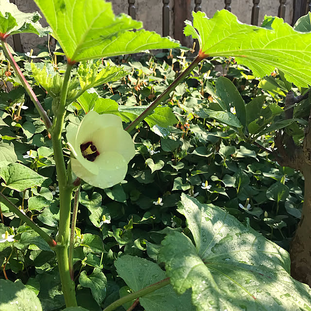 pirocoさんの実例写真