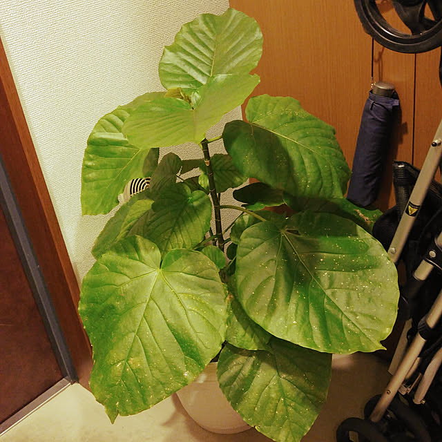 hanahanaさんの実例写真