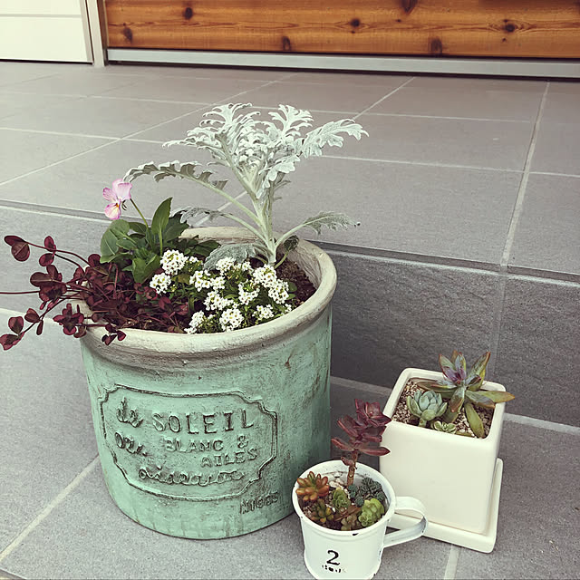 寄せ植え初心者/多肉植物/玄関/入り口のインテリア実例 - 2019-11-11 11:55:03
