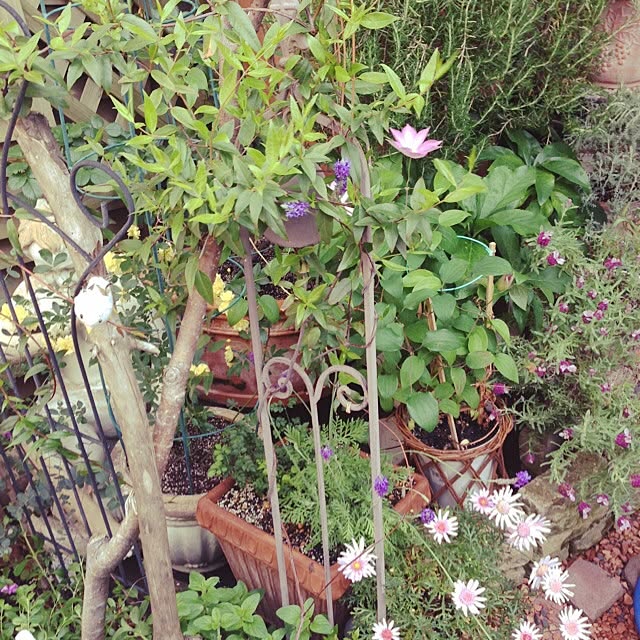 lavender_roseさんの実例写真