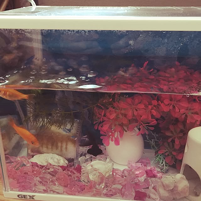 fumi_fufufuさんの実例写真