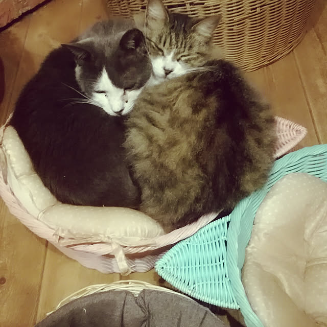 Maki-nekomamireさんの実例写真