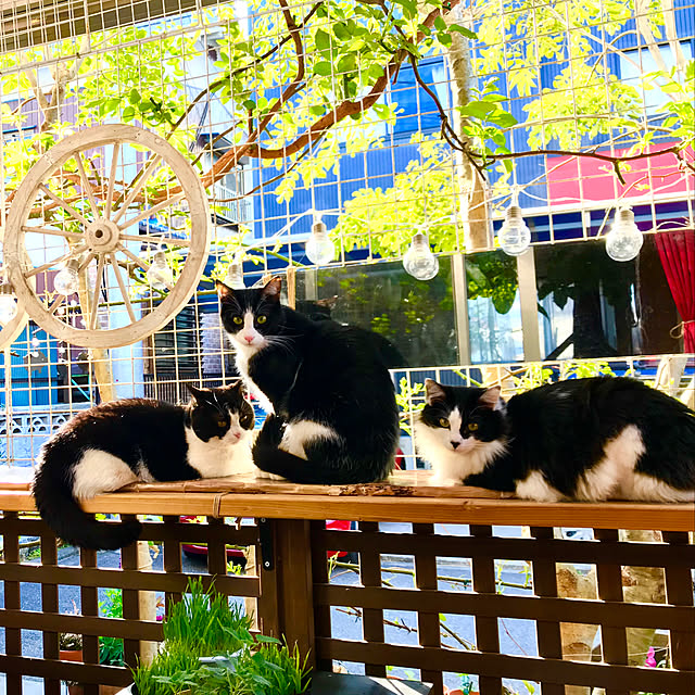 butachanさんの実例写真