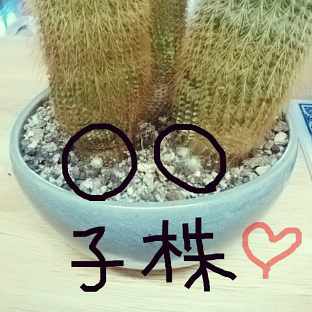 reonさんの実例写真