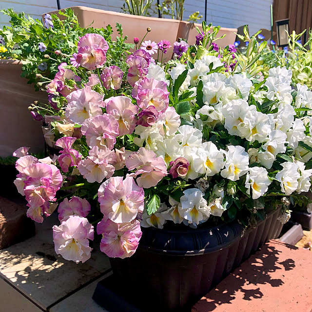 tomoさんの実例写真