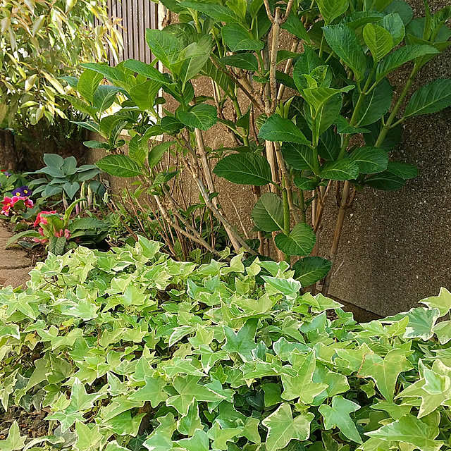 Renさんの実例写真