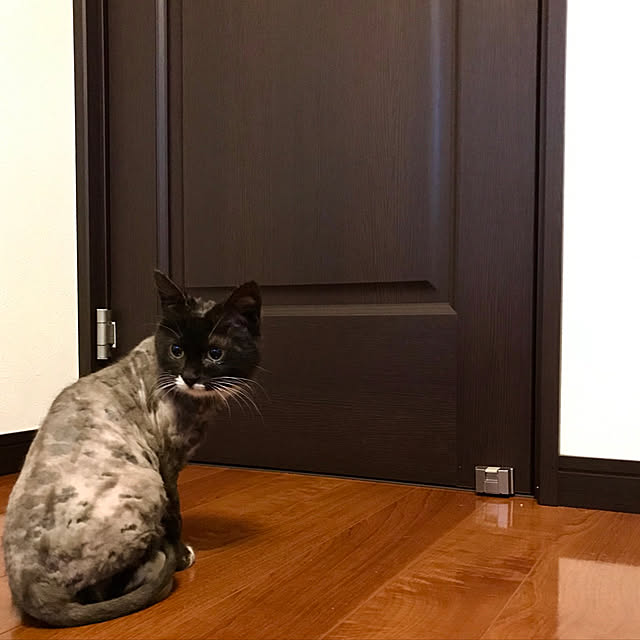 butachanさんの実例写真