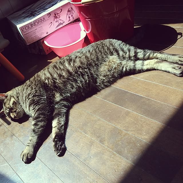 maiさんの実例写真