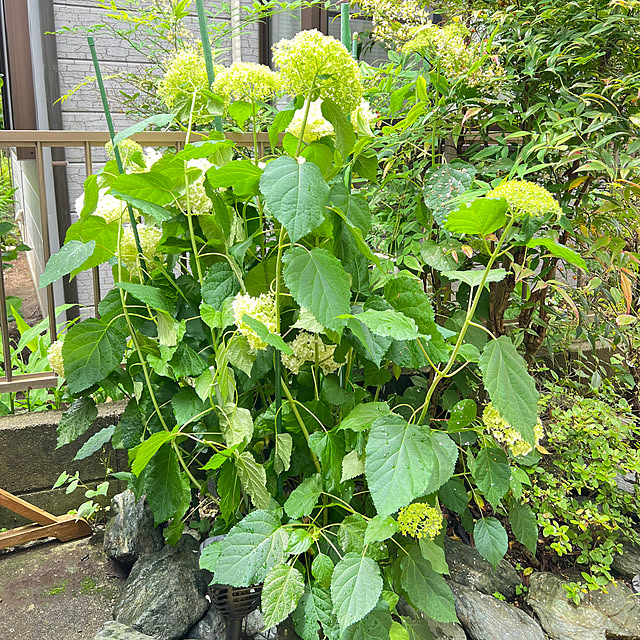 yukarimamaさんの部屋