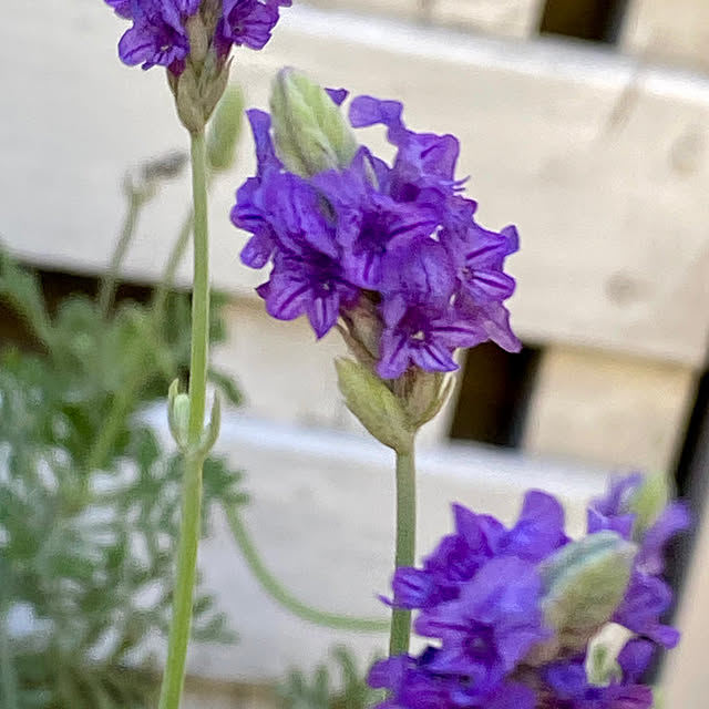 YuuKoさんの実例写真