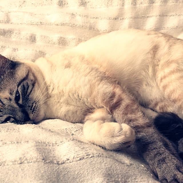 chikoさんの実例写真