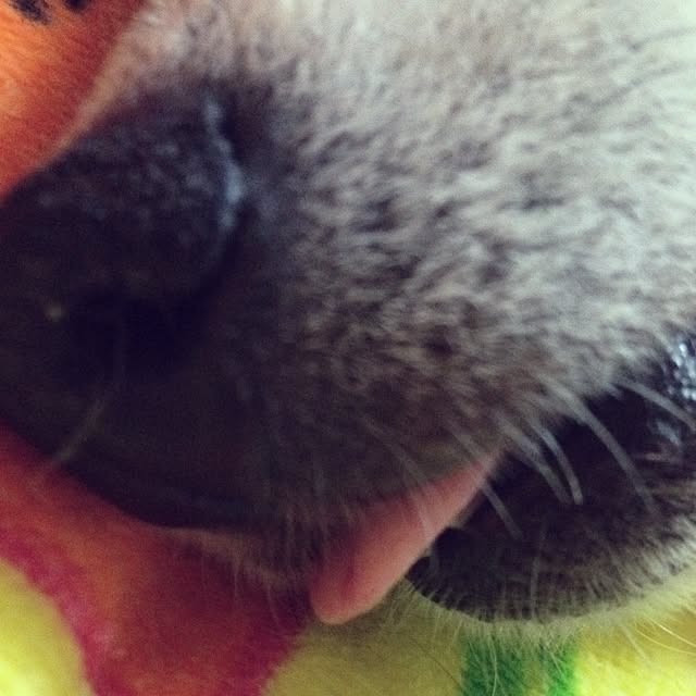 WIENERBOYSさんの実例写真