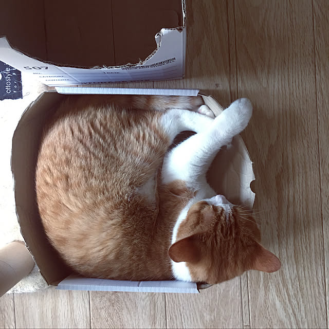 #雨の日/#猫と暮らす/#猫が好き/#猫 #100均/#猫...などのインテリア実例 - 2020-06-18 10:02:11
