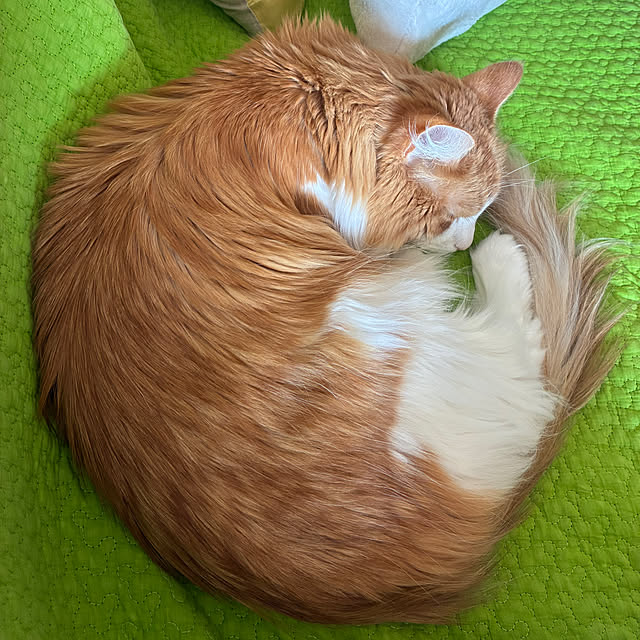 uchidaizuさんの実例写真