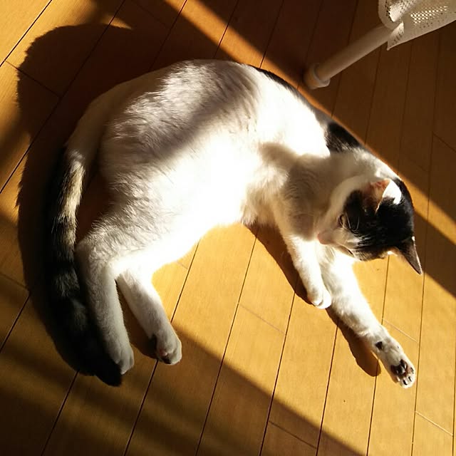 sakuraさんの実例写真