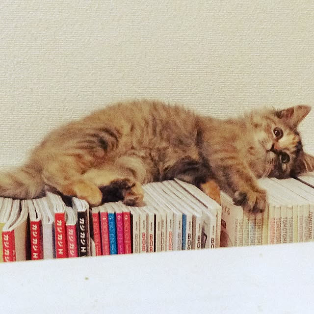 Aiさんの実例写真