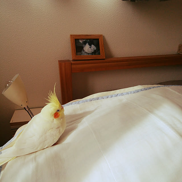 pontaさんの実例写真