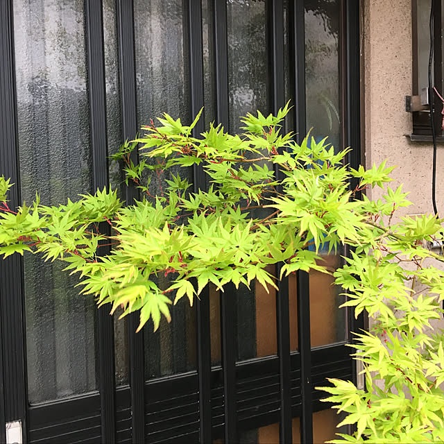 sakuranboさんの実例写真