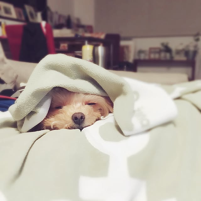 risaさんの実例写真