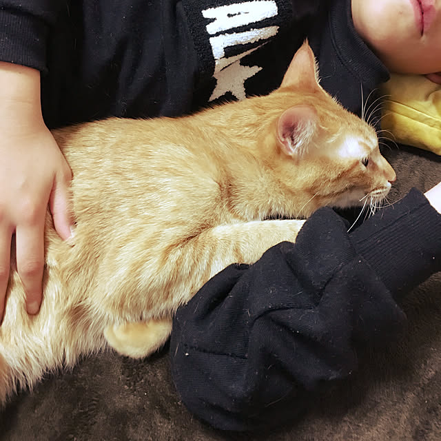 リビング/猫ねこネコ/猫と暮らす/物は最小限/賃貸でも諦めない！...などのインテリア実例 - 2019-01-12 19:02:04
