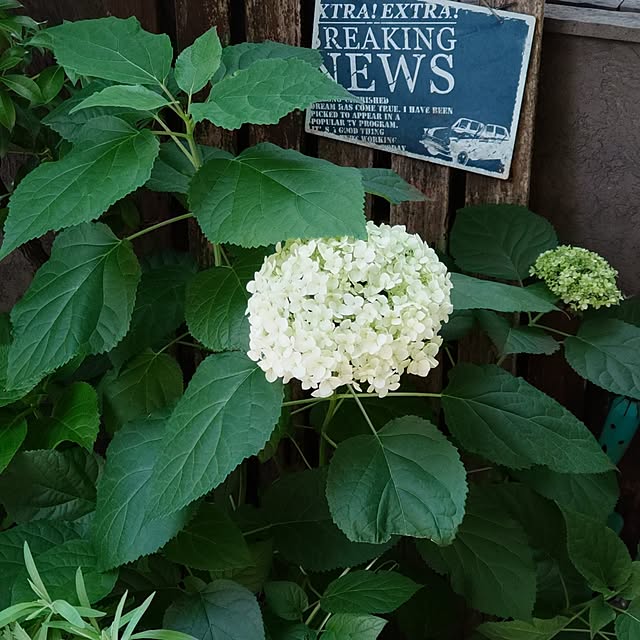 hatsuyukiさんの実例写真