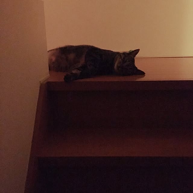 nyan.73さんの実例写真