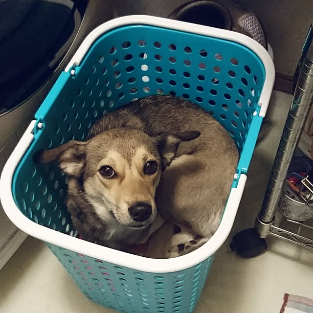 andさんの実例写真