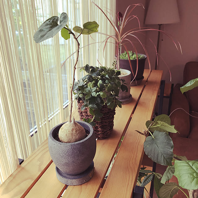 観葉植物/男前/多肉植物/リノベーション/棚のインテリア実例 - 2022-07-04 14:03:30