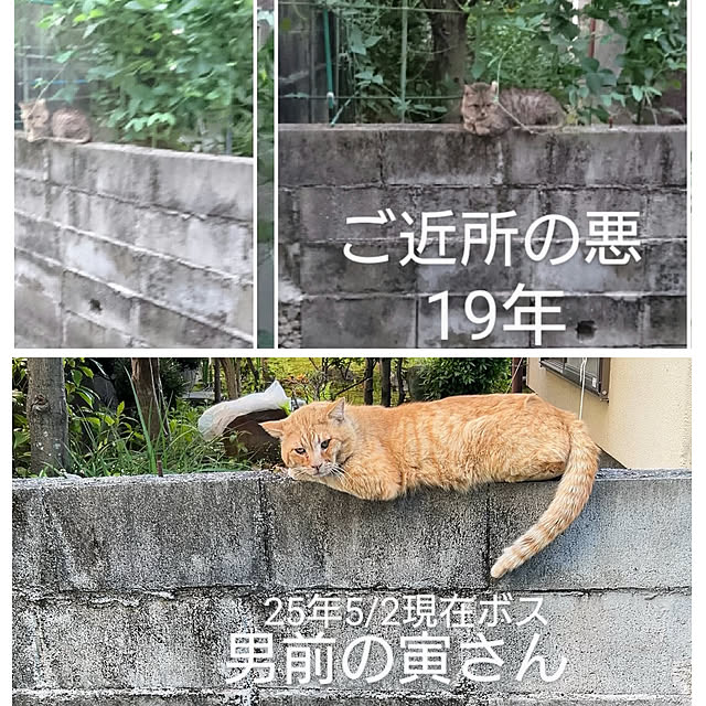 akaidarumaさんの部屋
