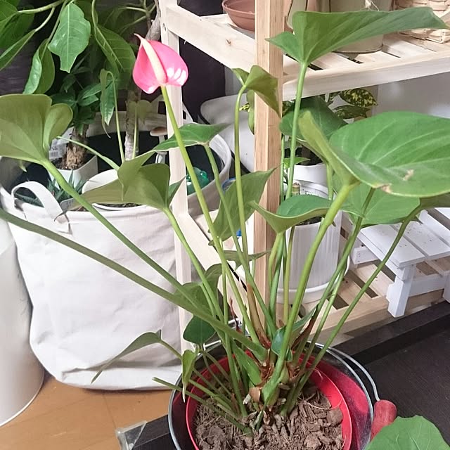 Yukaさんの実例写真