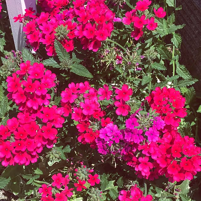 kaorinさんの実例写真