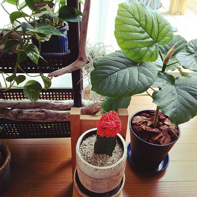 mayunoさんの実例写真