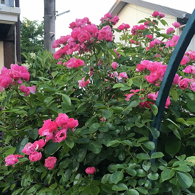 Ryokoさんの実例写真