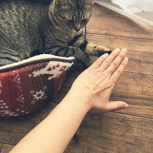 sayasさんの実例写真